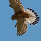 Turmfalke - beim Rüttelflug