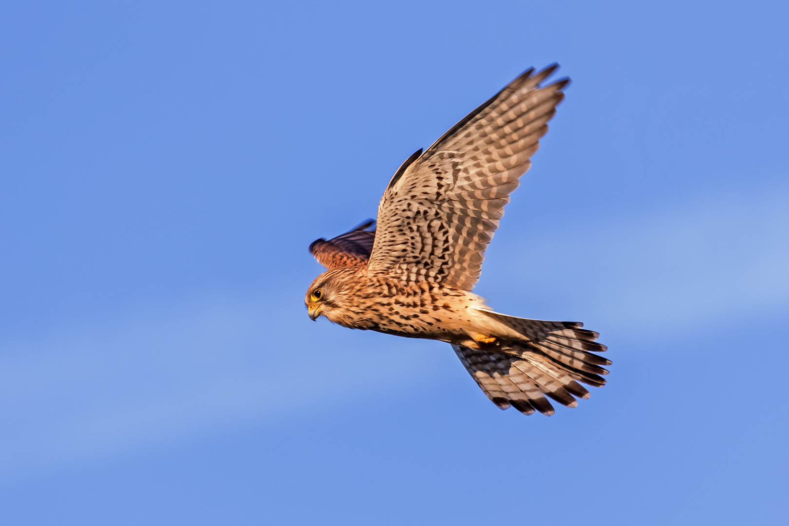 Turmfalke beim Rüttelflug im Morgenlicht