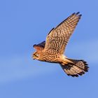 Turmfalke beim Rüttelflug im Morgenlicht