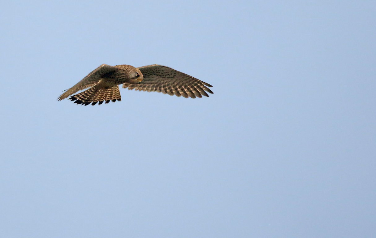 "Turmfalke beim Rütteln"