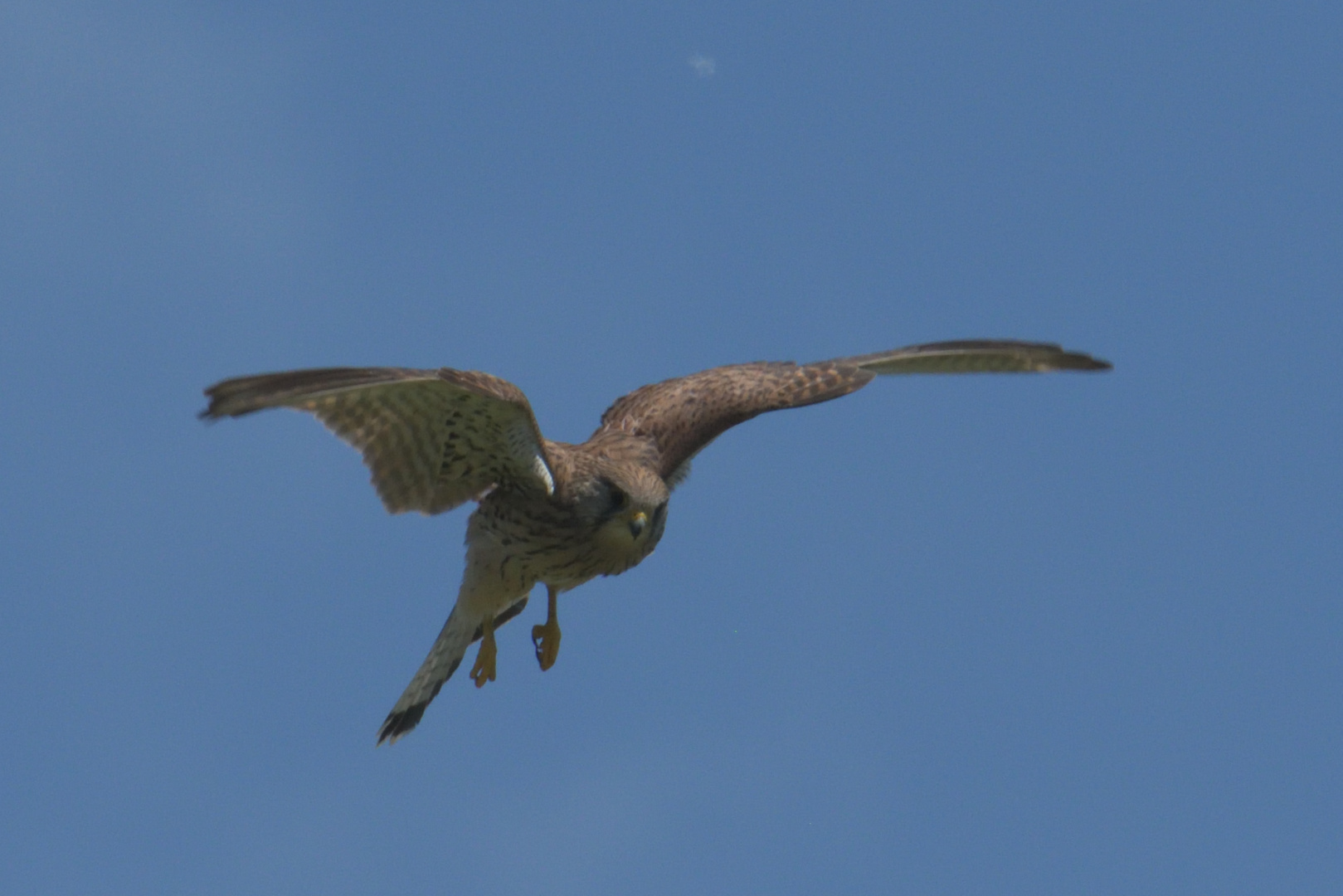 Turmfalke beim Rütteln