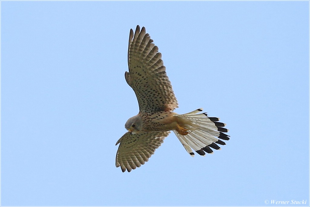 TURMFALKE beim Rütteln