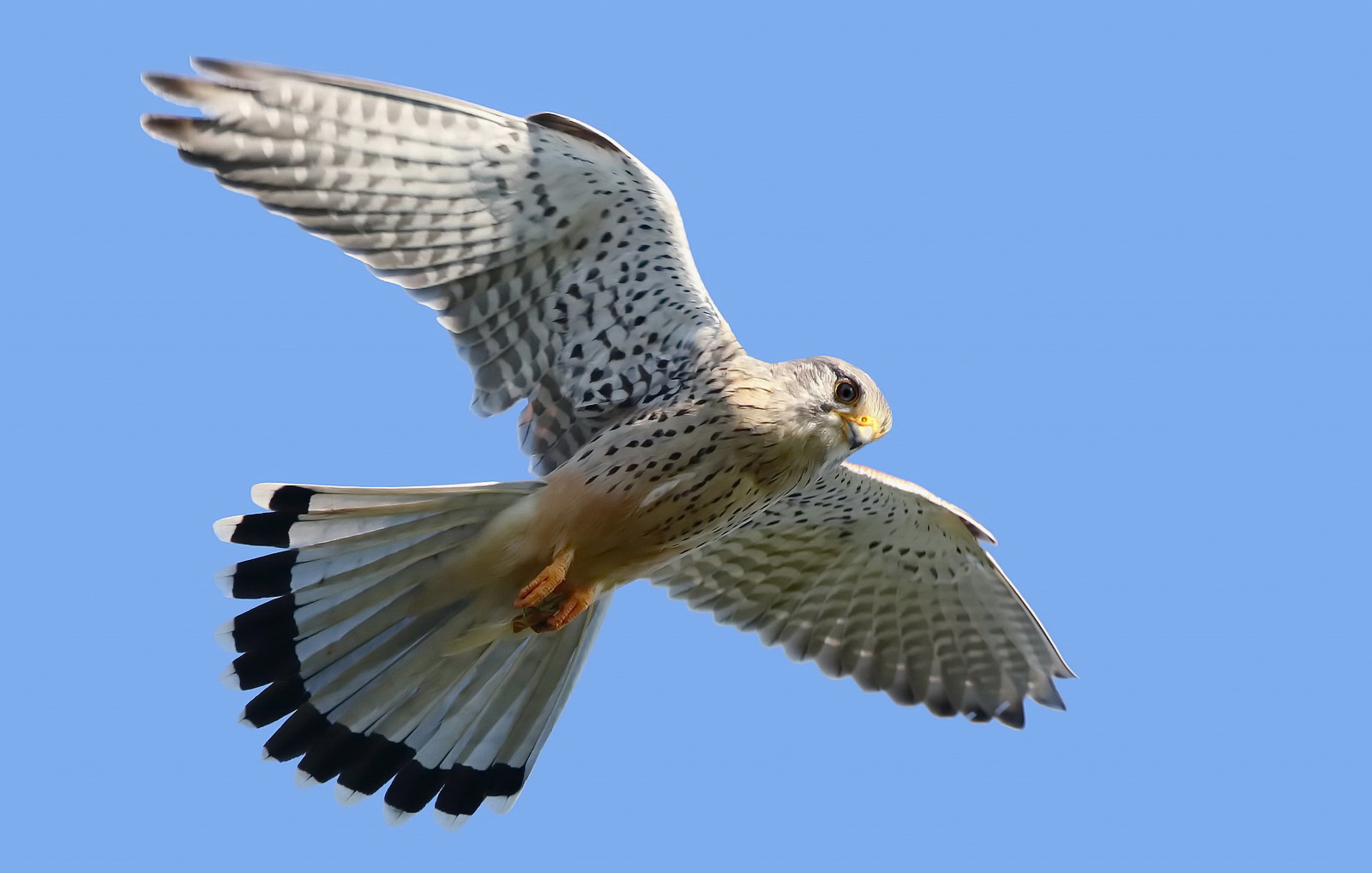 Turmfalke beim Rütteln