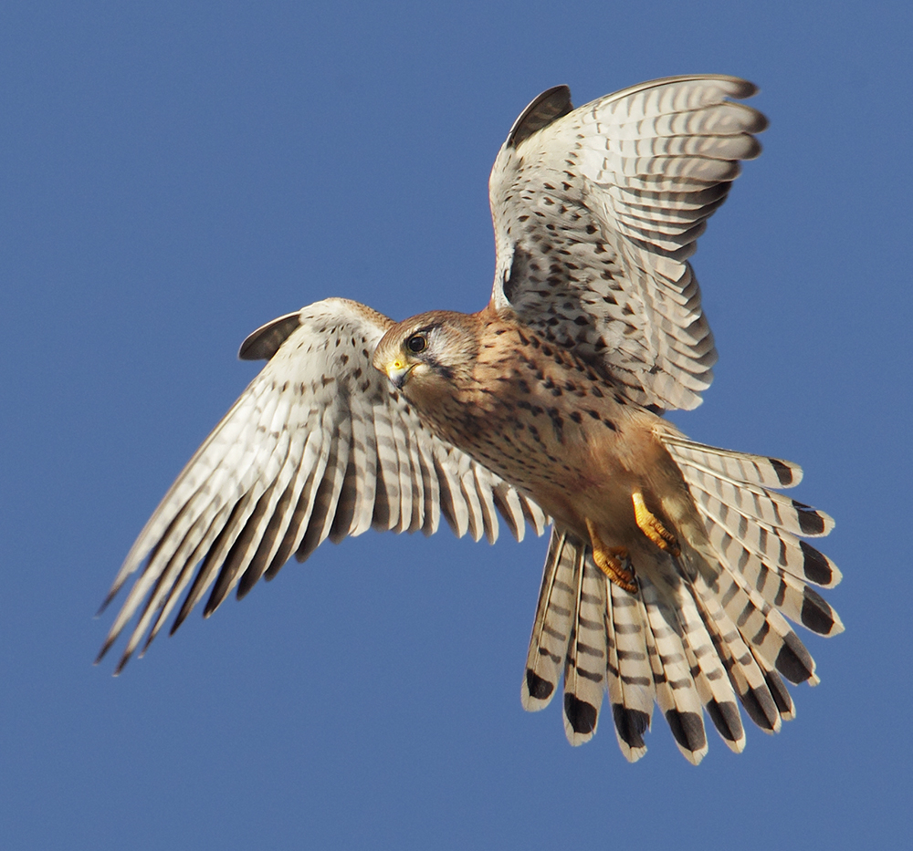 Turmfalke beim Rütteln (Falco tinnunculus)