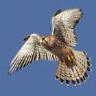 Turmfalke beim Rütteln (Falco tinnunculus)