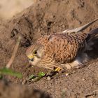 Turmfalke beim Sandbad