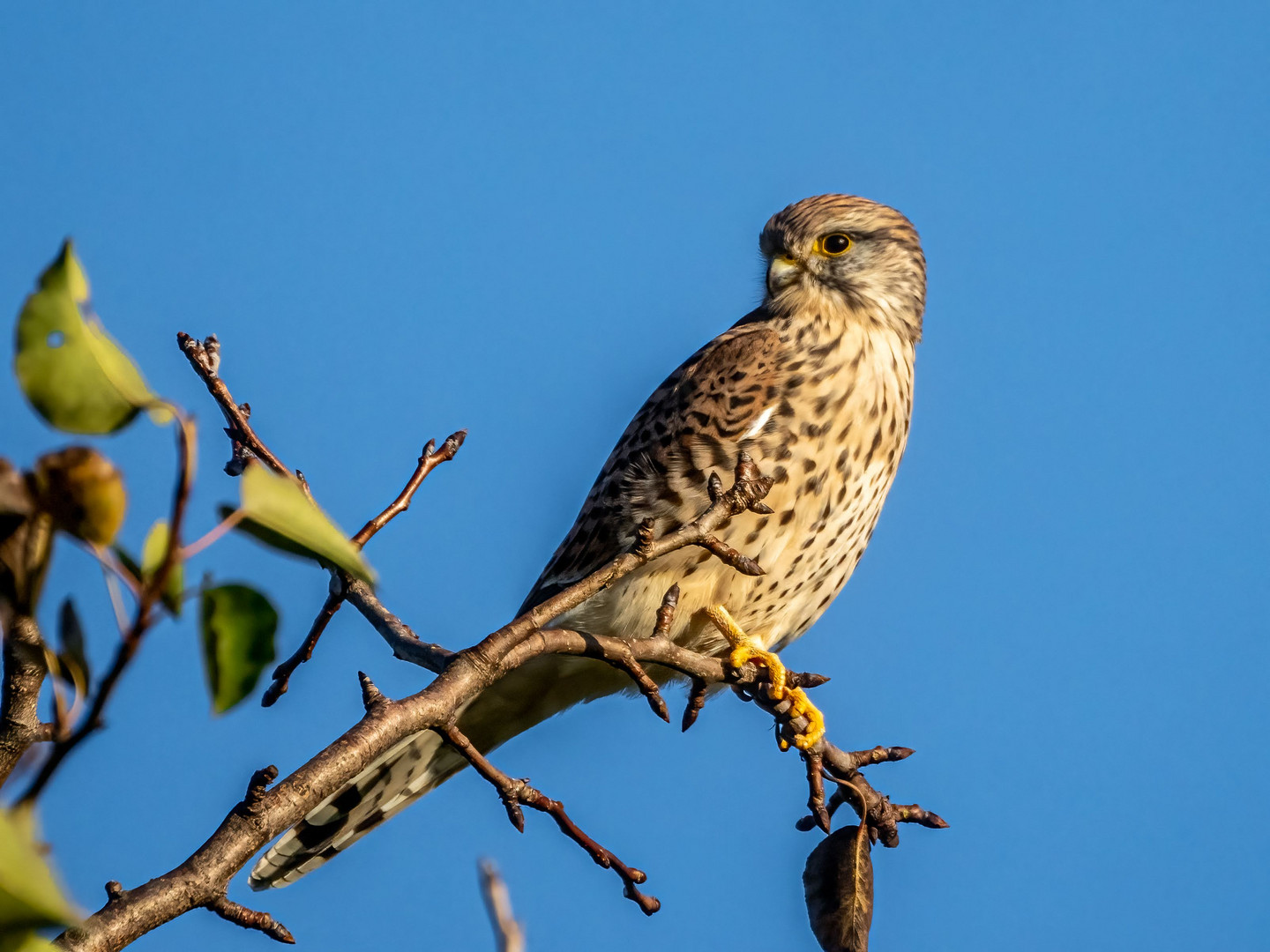 Turmfalke beim sonnen