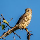 Turmfalke beim sonnen