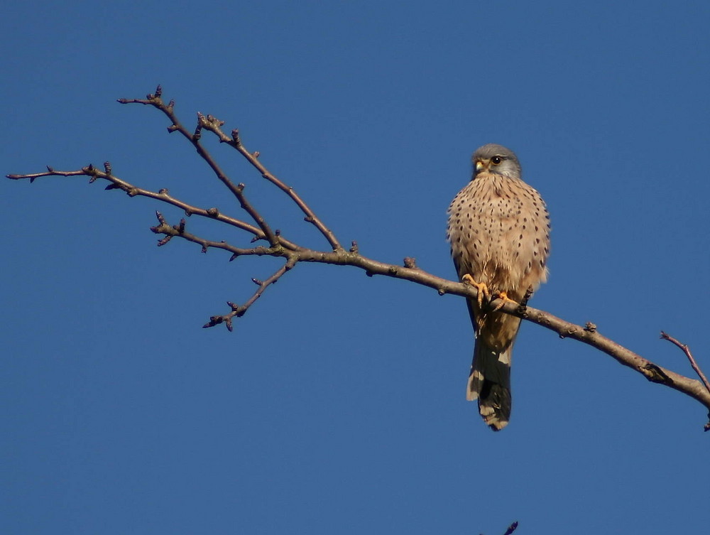 Turmfalke beim Sonnenbad