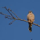 Turmfalke beim Sonnenbad