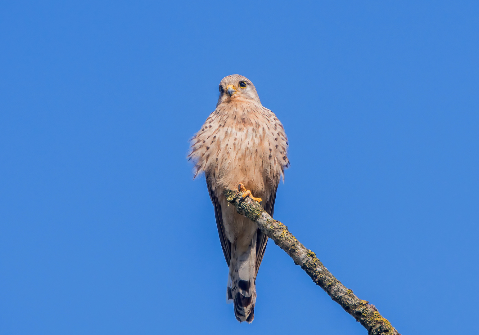 Turmfalke beim Sonnenbad