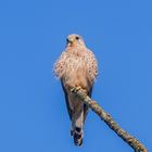 Turmfalke beim Sonnenbad