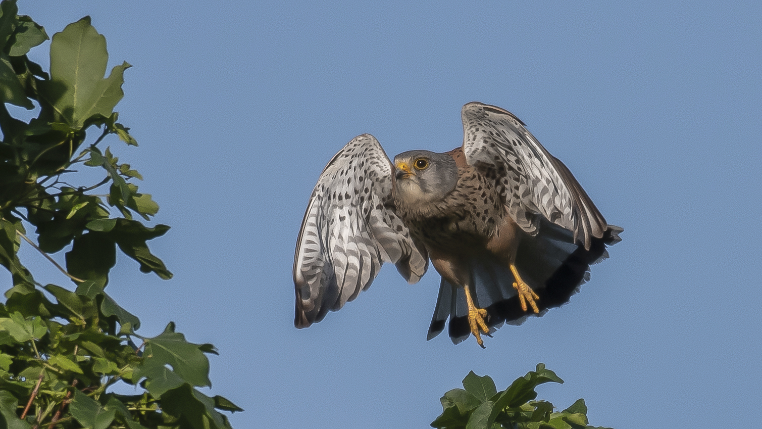 Turmfalke beim Start