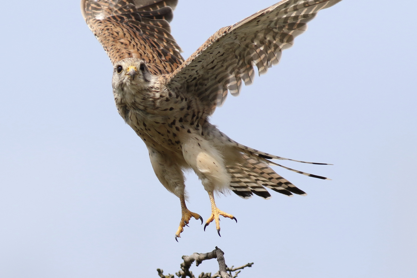 Turmfalke beim Start