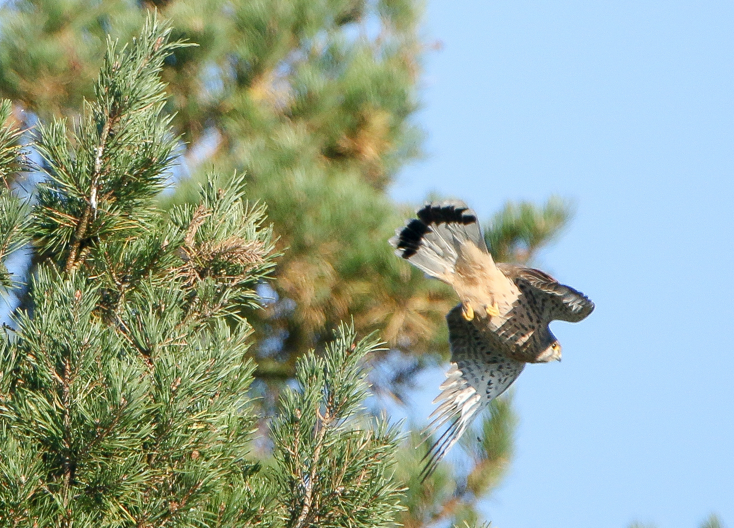 Turmfalke beim Start