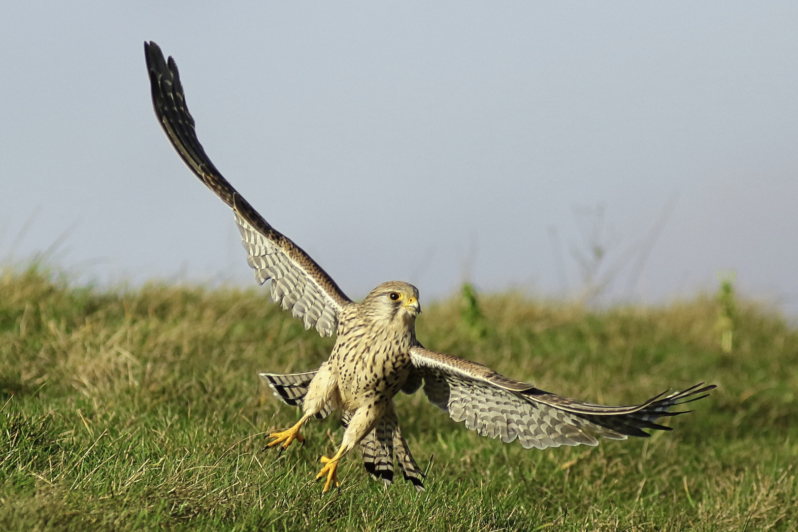 Turmfalke beim Start