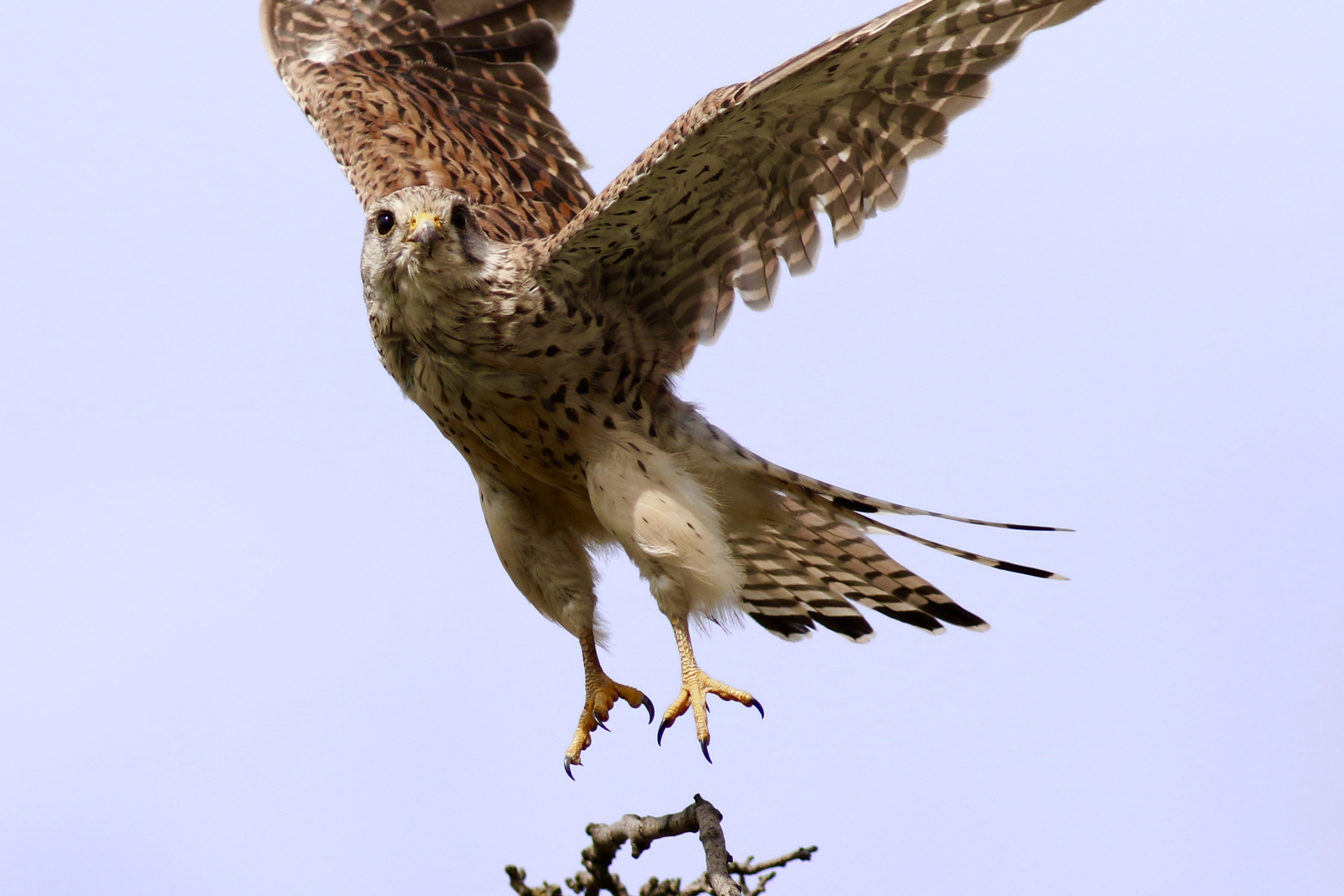 Turmfalke beim Start