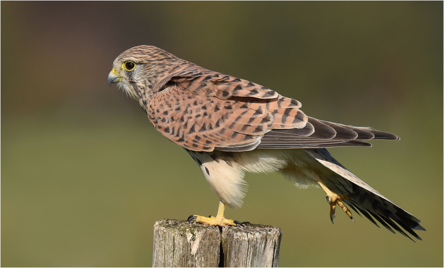 Turmfalke beim Stretching