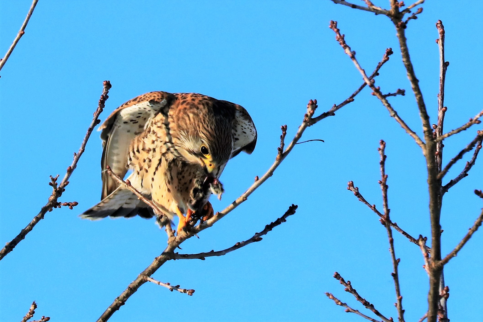 Turmfalke beim Vespern