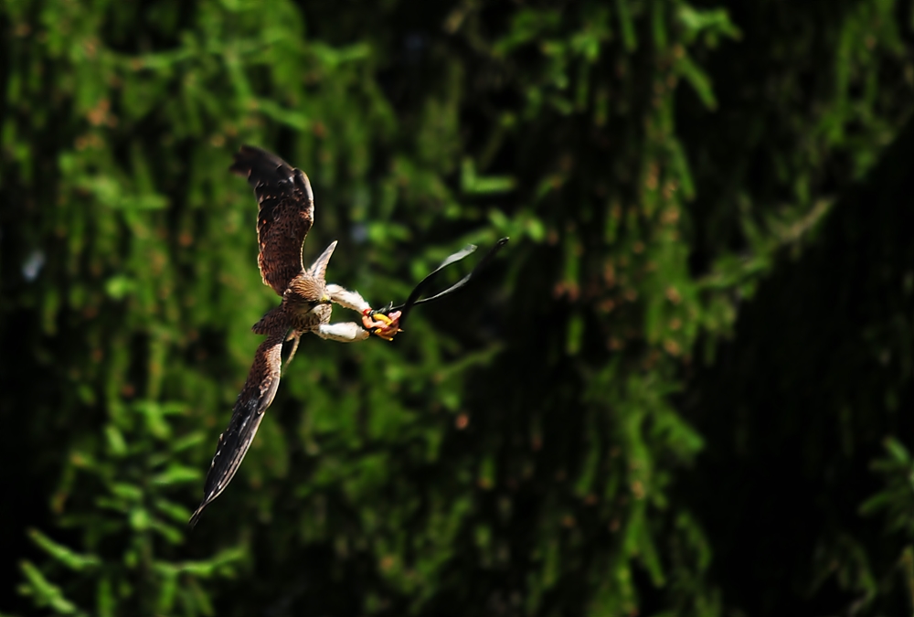 Turmfalke beim Zugriff