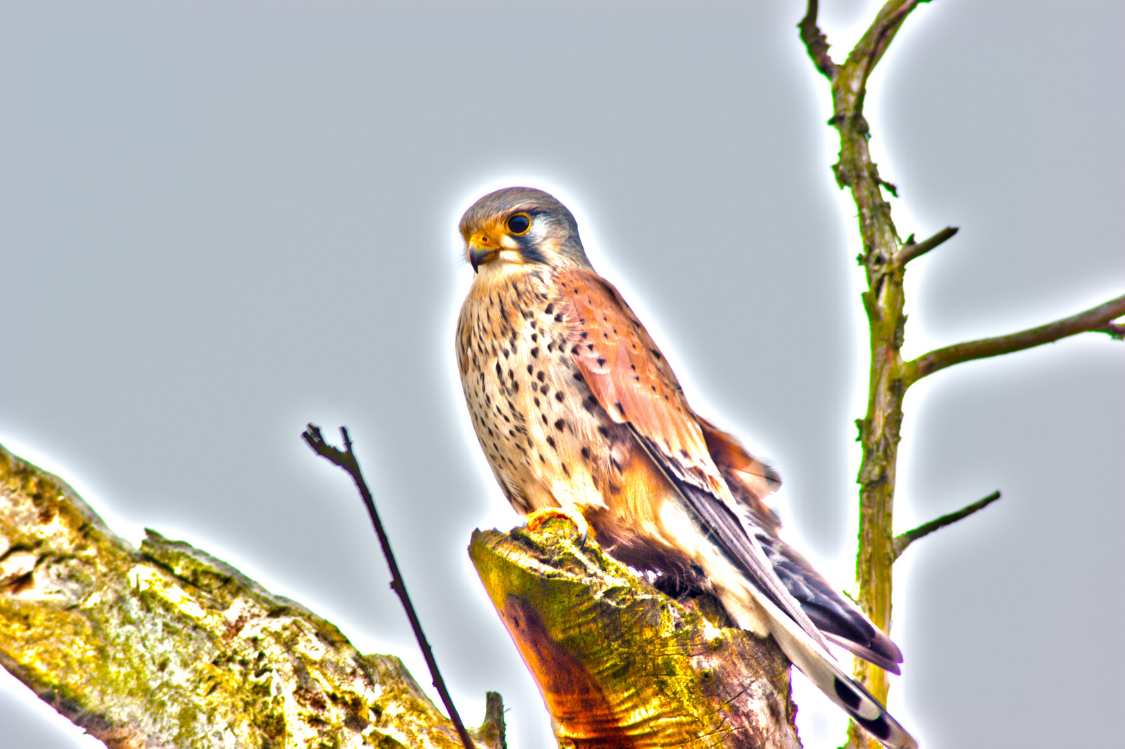 Turmfalke - Bergwerkswald (Naturschutzgebiet Gießen) - Pseudo-HDR