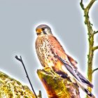 Turmfalke - Bergwerkswald (Naturschutzgebiet Gießen) - Pseudo-HDR