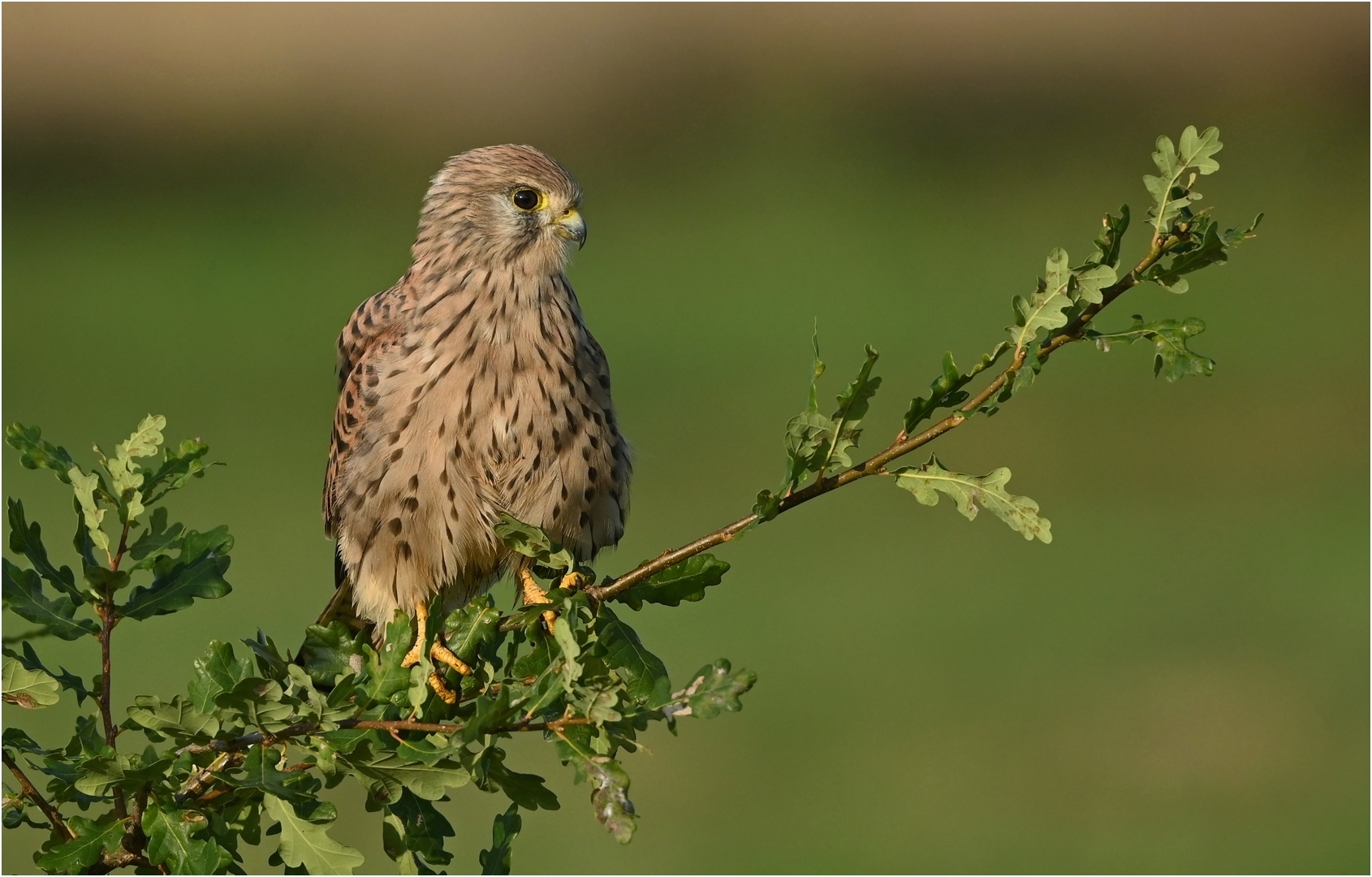 Turmfalke