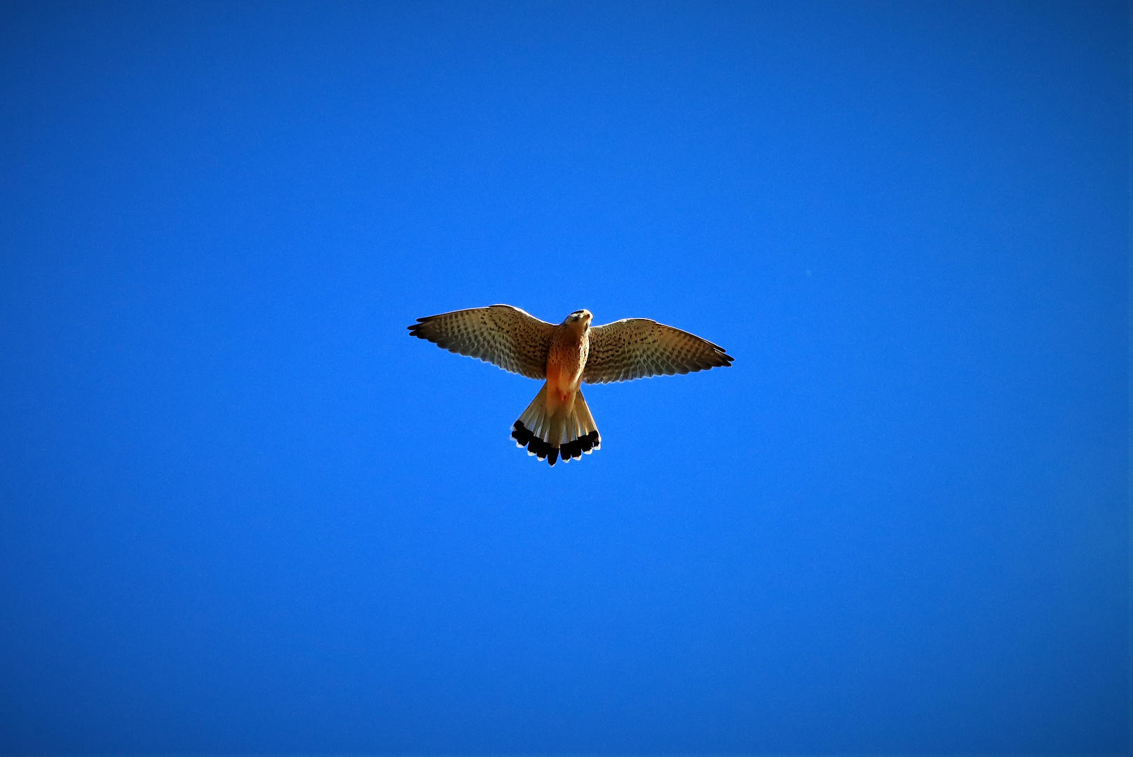 Turmfalke-Blauer Montag