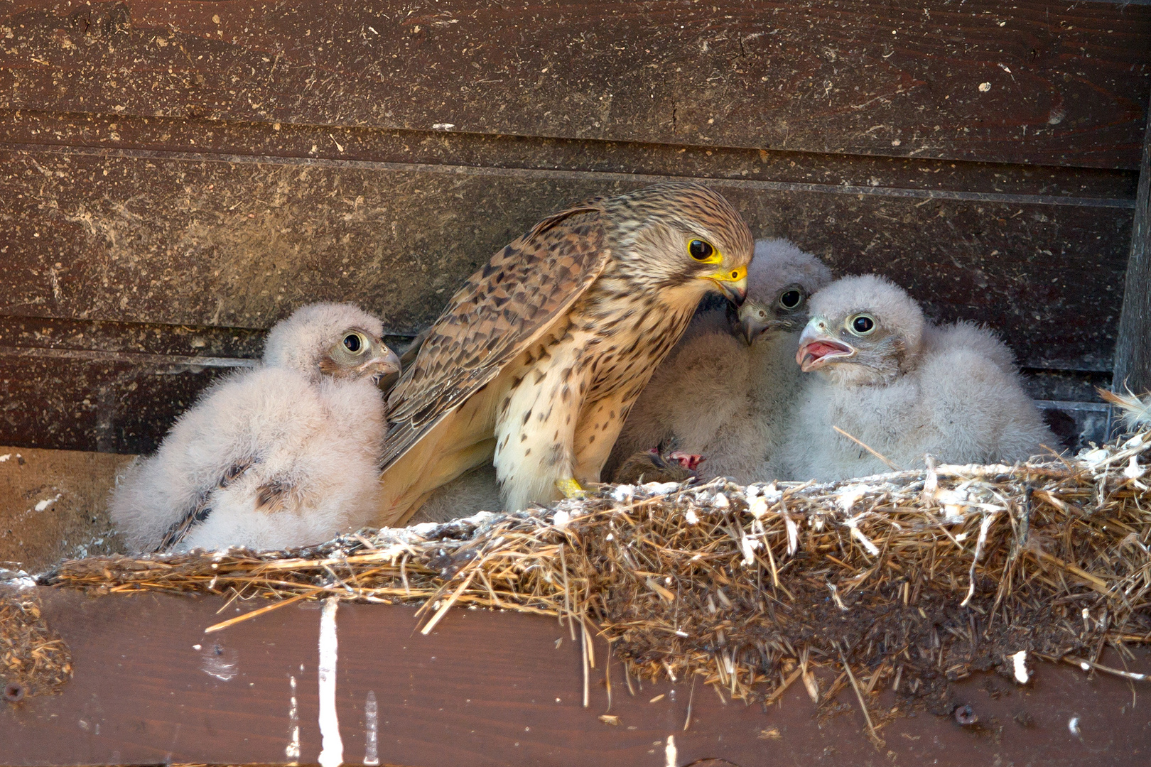 Turmfalke - Blick in die Kinderstube