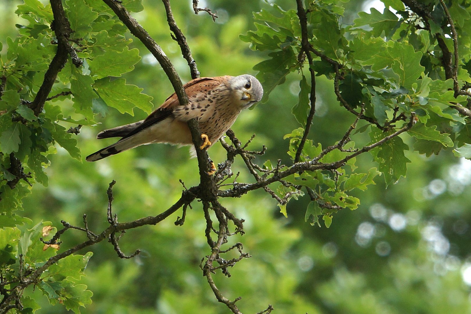 Turmfalke blickt auf den Neckar