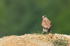 Turmfalke blickt zurück