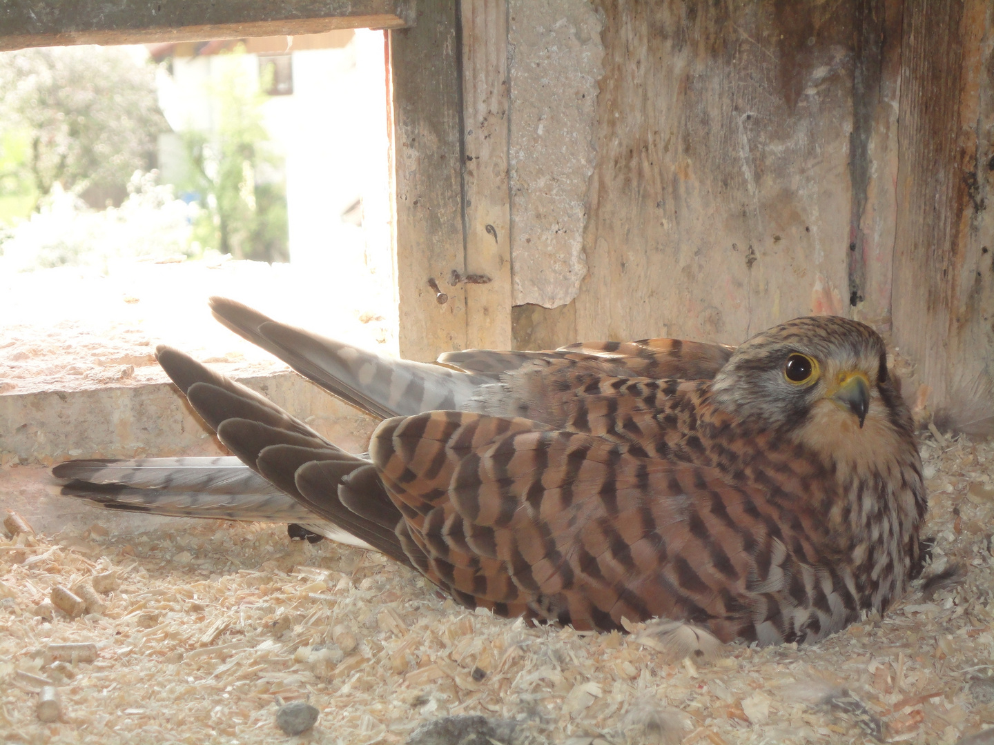 Turmfalke brütend