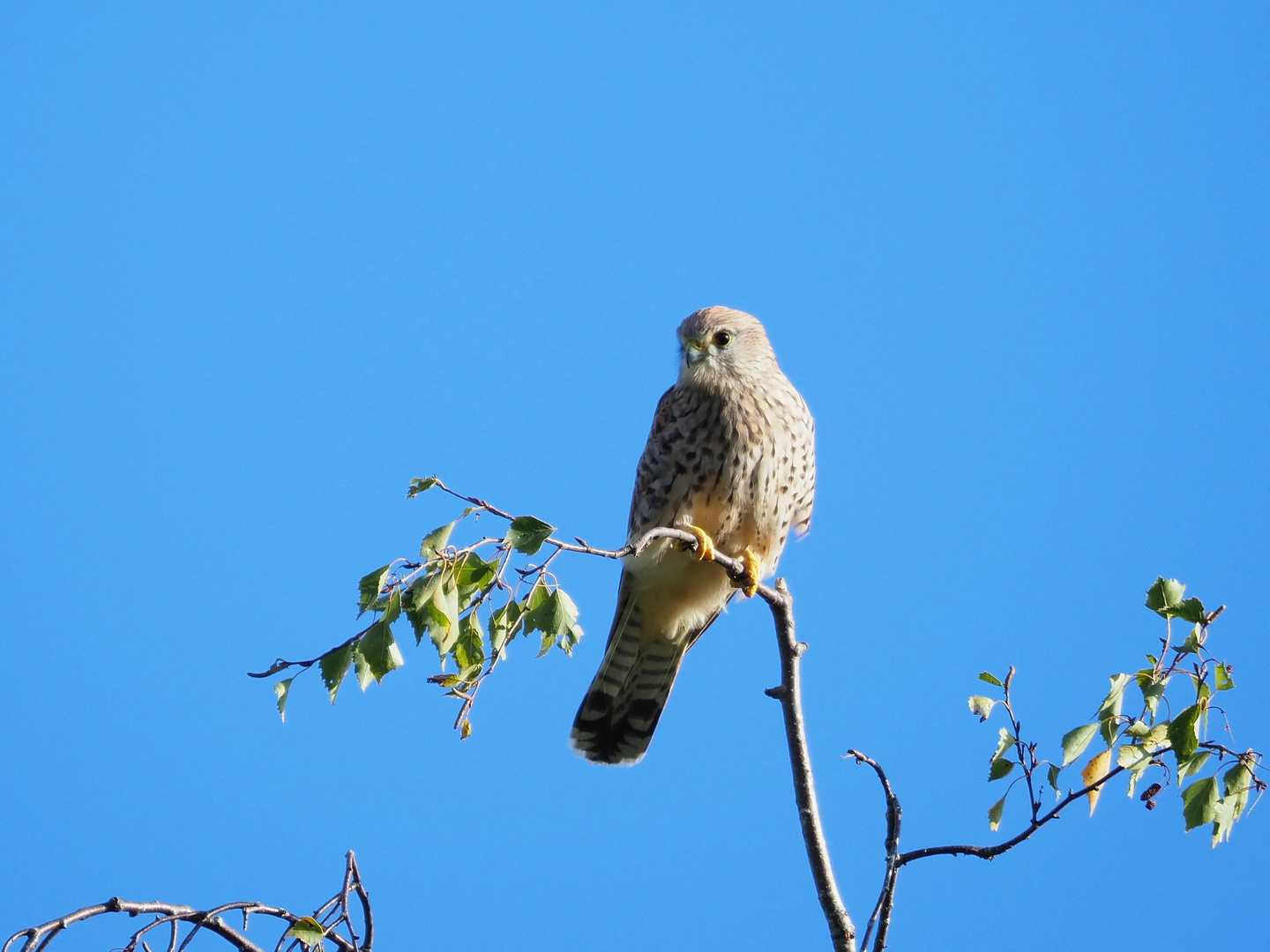 Turmfalke