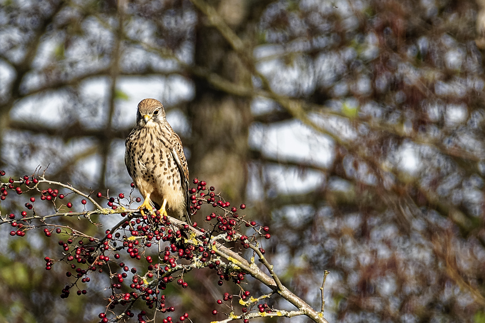 Turmfalke