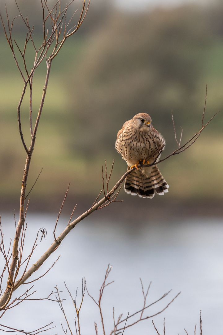 Turmfalke