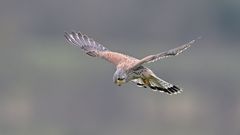 Turmfalke
