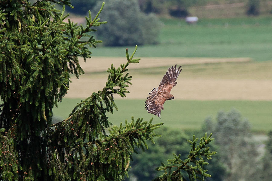 Turmfalke