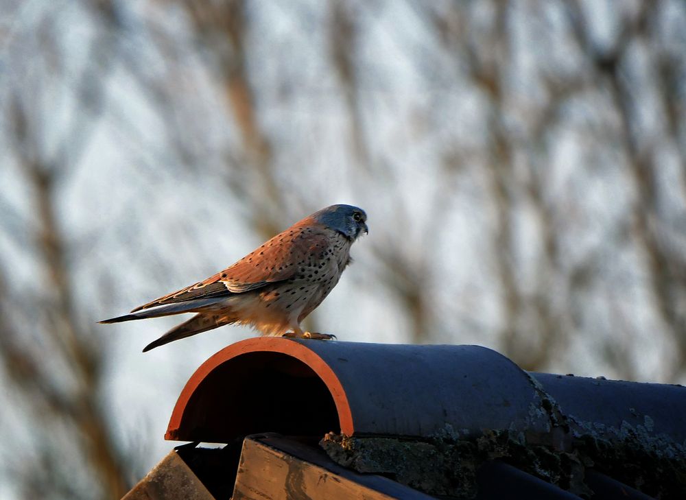 Turmfalke