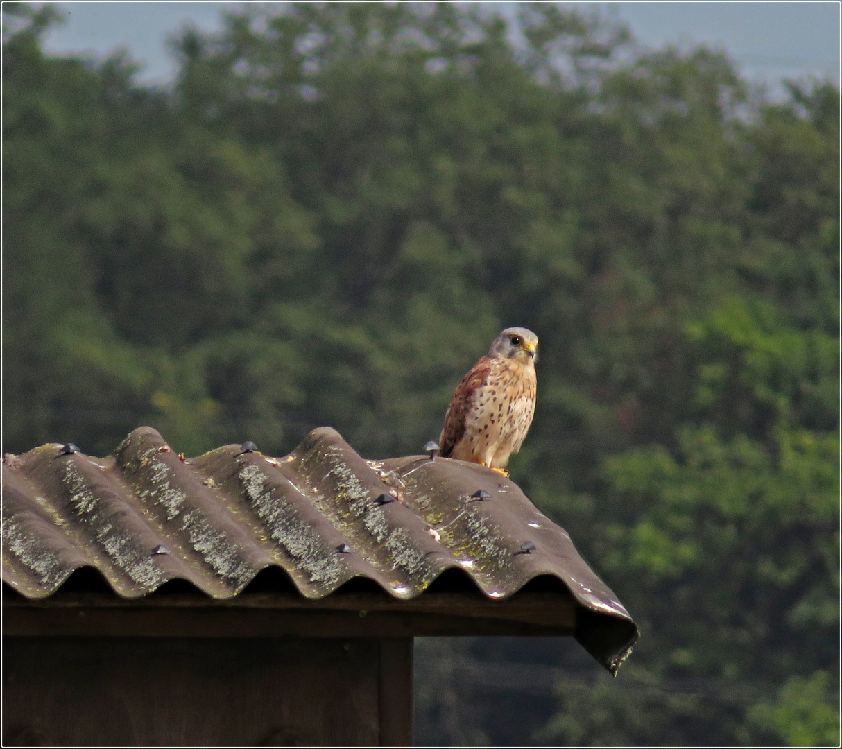 Turmfalke