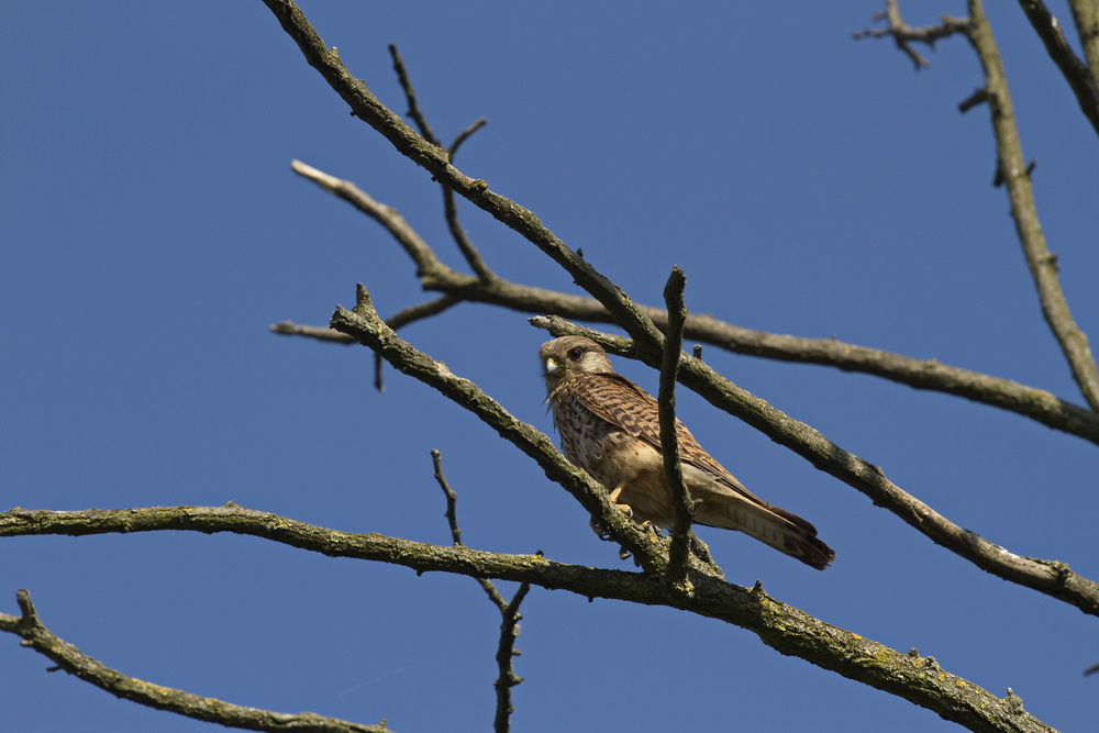 Turmfalke