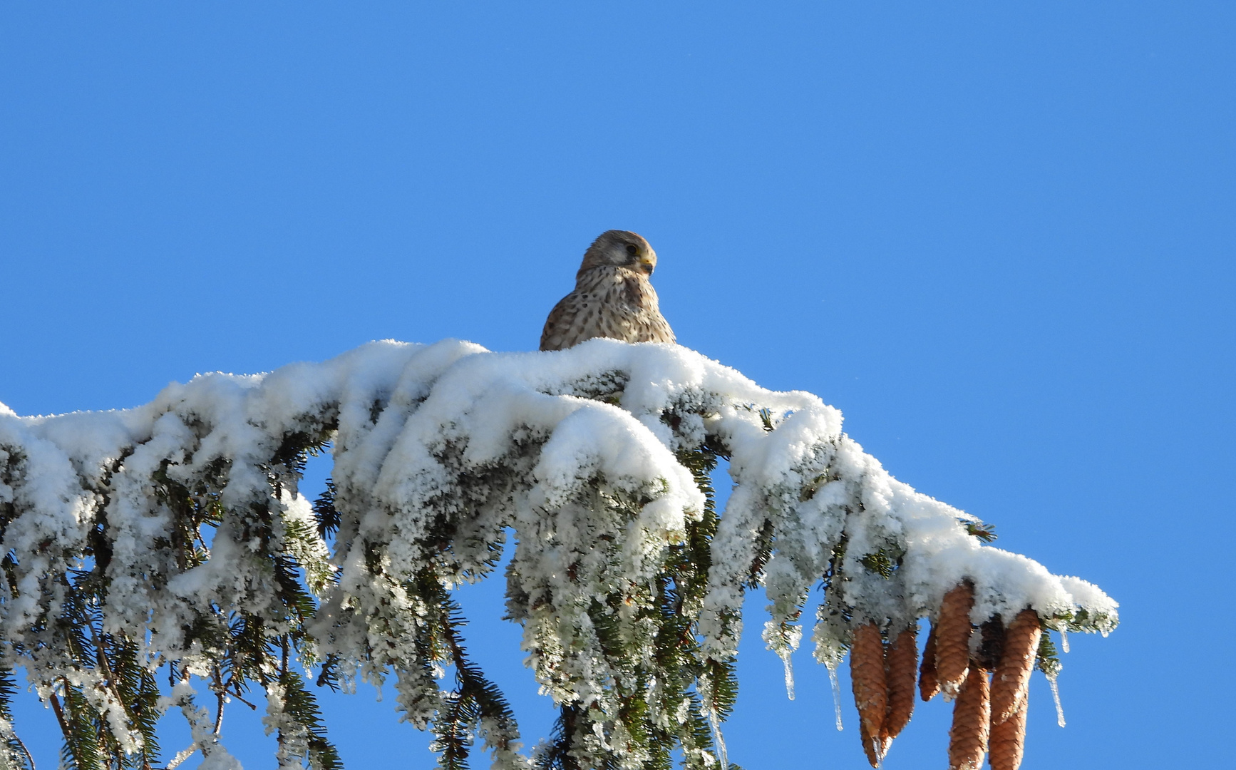 Turmfalke