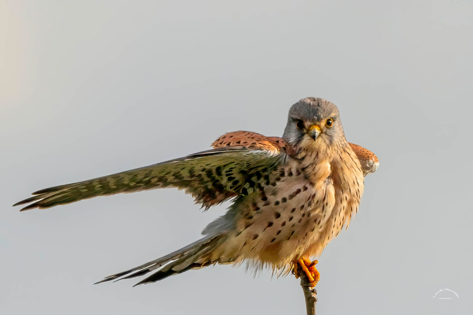 Turmfalke / Common kestrel (1191)