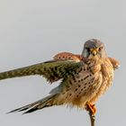 Turmfalke / Common kestrel (1191)