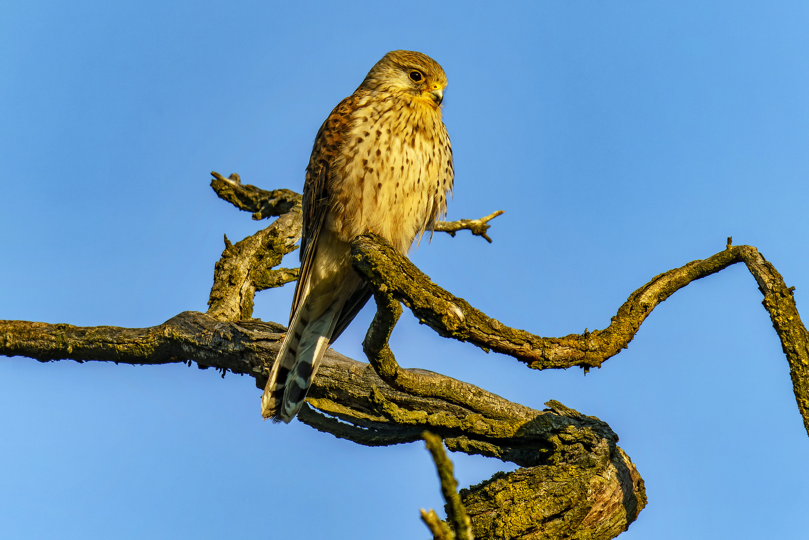 Turmfalke - Common Kestrel - Le faucon crécerelle