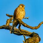 Turmfalke - Common Kestrel - Le faucon crécerelle