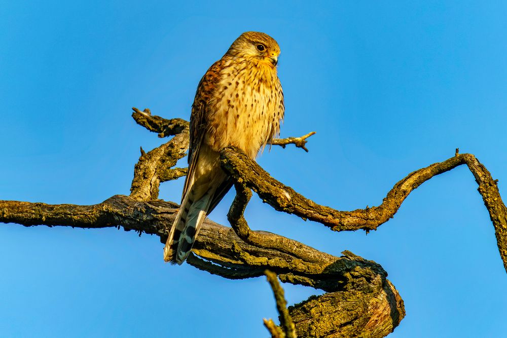 Turmfalke - Common Kestrel - Le faucon crécerelle