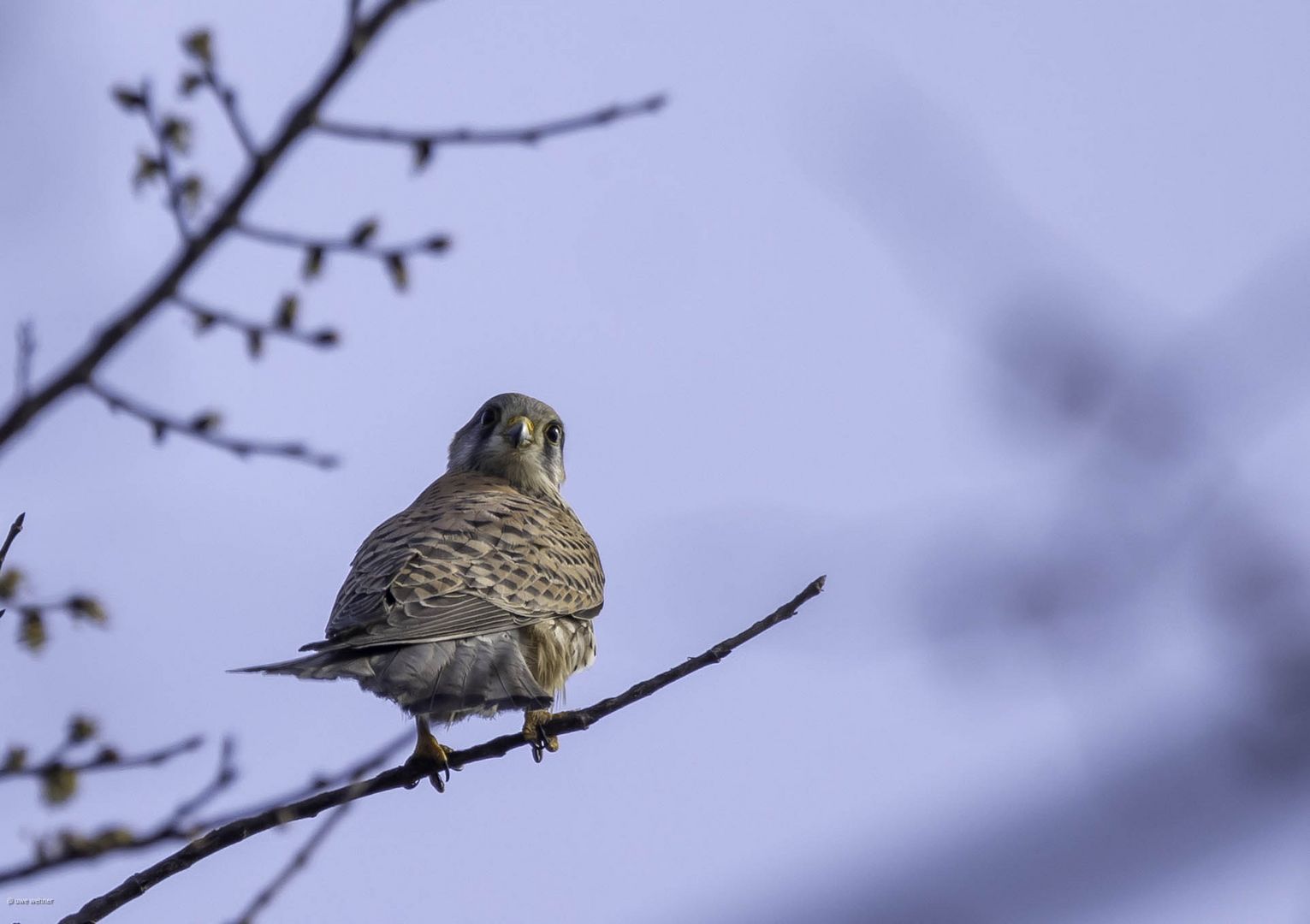 Turmfalke