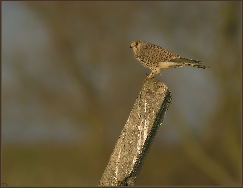 Turmfalke