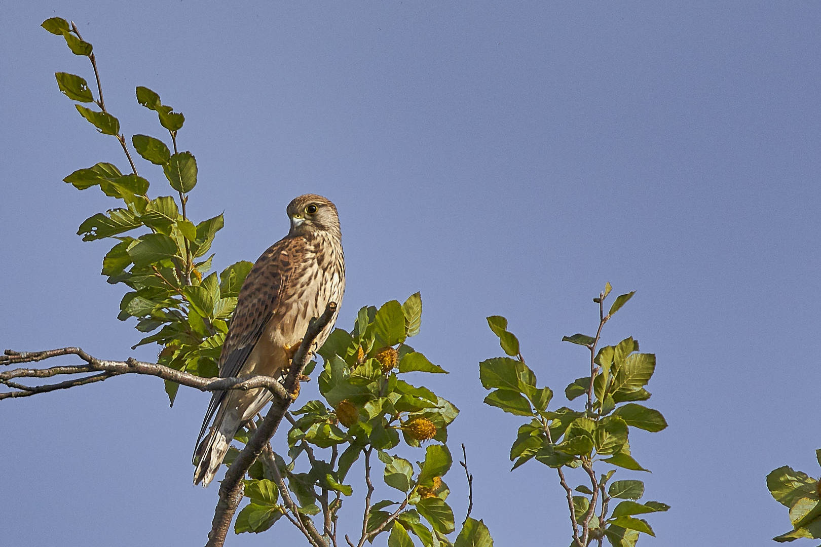 Turmfalke