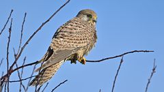 Turmfalke